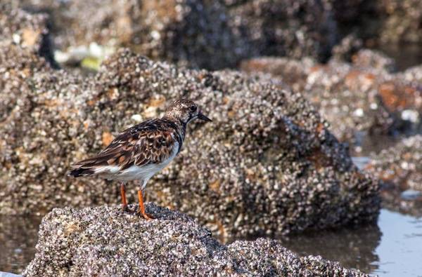Ruddy turnstone, India by mvbhaktha is licensed under CC BY-SA 4.0.